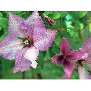 Plamienok (Clematis) ´MARGARET HUNT´ - výška 40-60 cm, kont. P17 